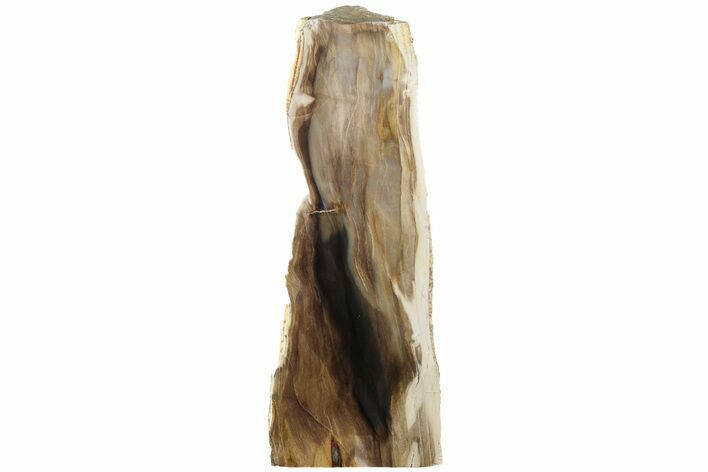 Polished, Petrified Wood (Metasequoia) Stand Up - Oregon #185152